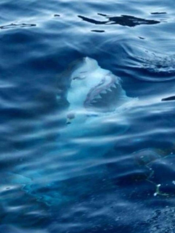 15 пугающих снимков, после просмотра которых ты в воду ни ногой