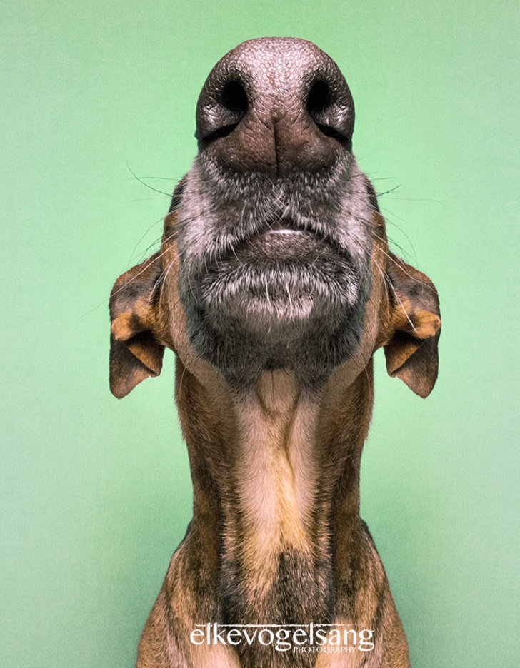 Фотография: Самые экспрессивные собаки на свете авторства Эльке Вогельсланг №12 - BigPicture.ru