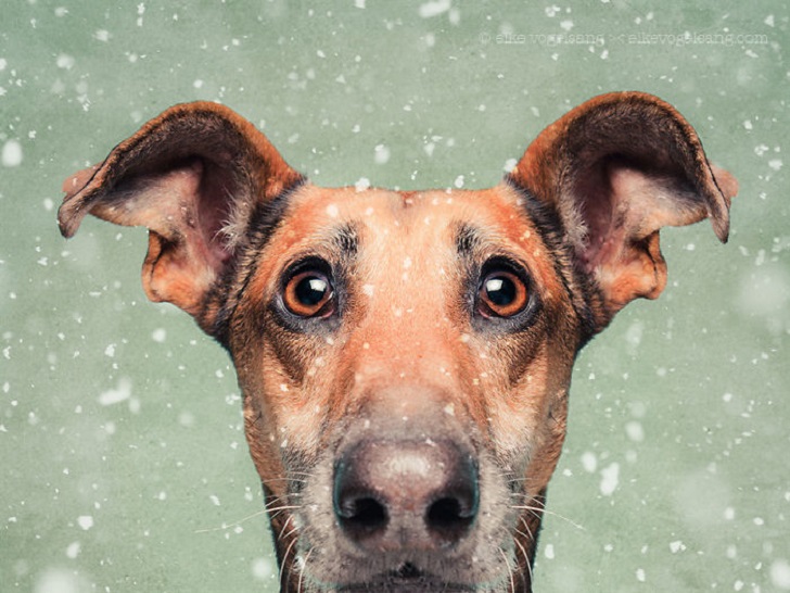 Фотография: Самые экспрессивные собаки на свете авторства Эльке Вогельсланг №15 - BigPicture.ru