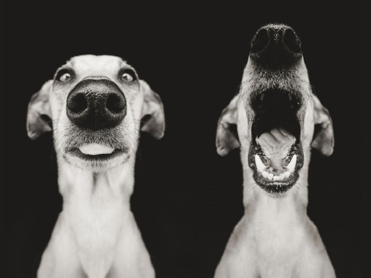 Фотография: Самые экспрессивные собаки на свете авторства Эльке Вогельсланг №16 - BigPicture.ru