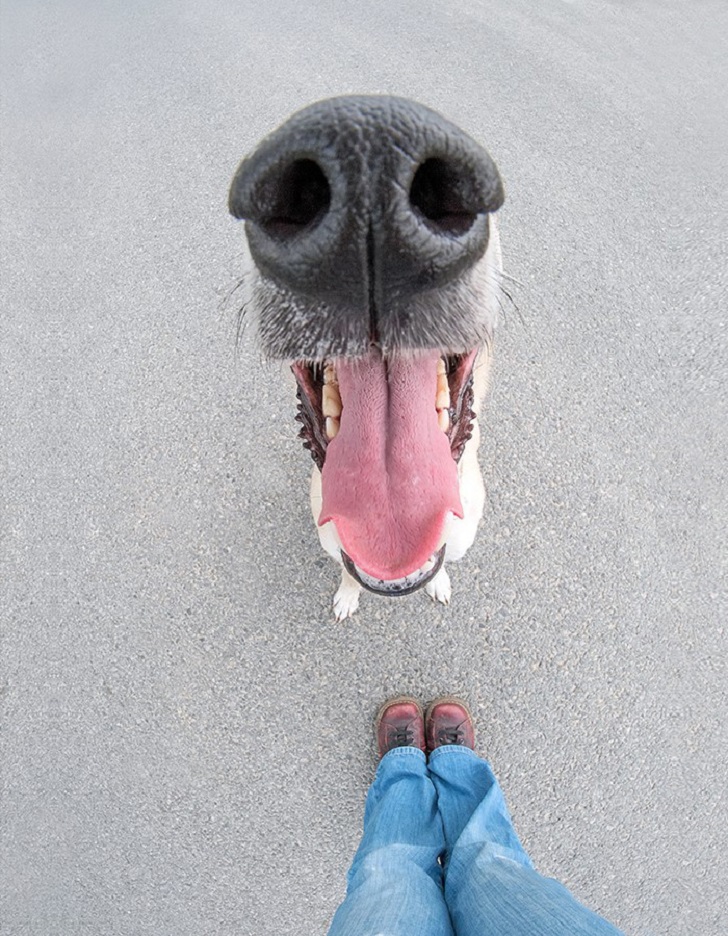 Фотография: Самые экспрессивные собаки на свете авторства Эльке Вогельсланг №17 - BigPicture.ru