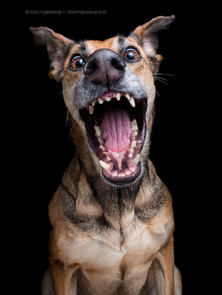 Фотография: Самые экспрессивные собаки на свете авторства Эльке Вогельсланг №4 - BigPicture.ru