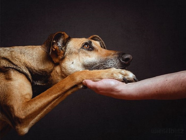 Фотография: Самые экспрессивные собаки на свете авторства Эльке Вогельсланг №10 - BigPicture.ru