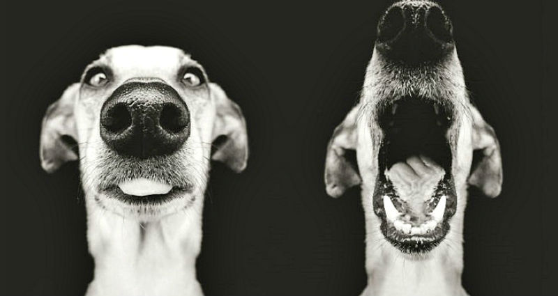 Фотография: Самые экспрессивные собаки на свете авторства Эльке Вогельсланг №1 - BigPicture.ru