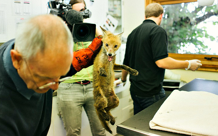 Фотография: Эпическое спасение лисичек №1 - BigPicture.ru