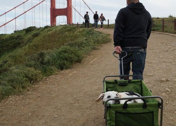 Парень отправился в путешествие со своей собакой, зная, что это их последнее приключение