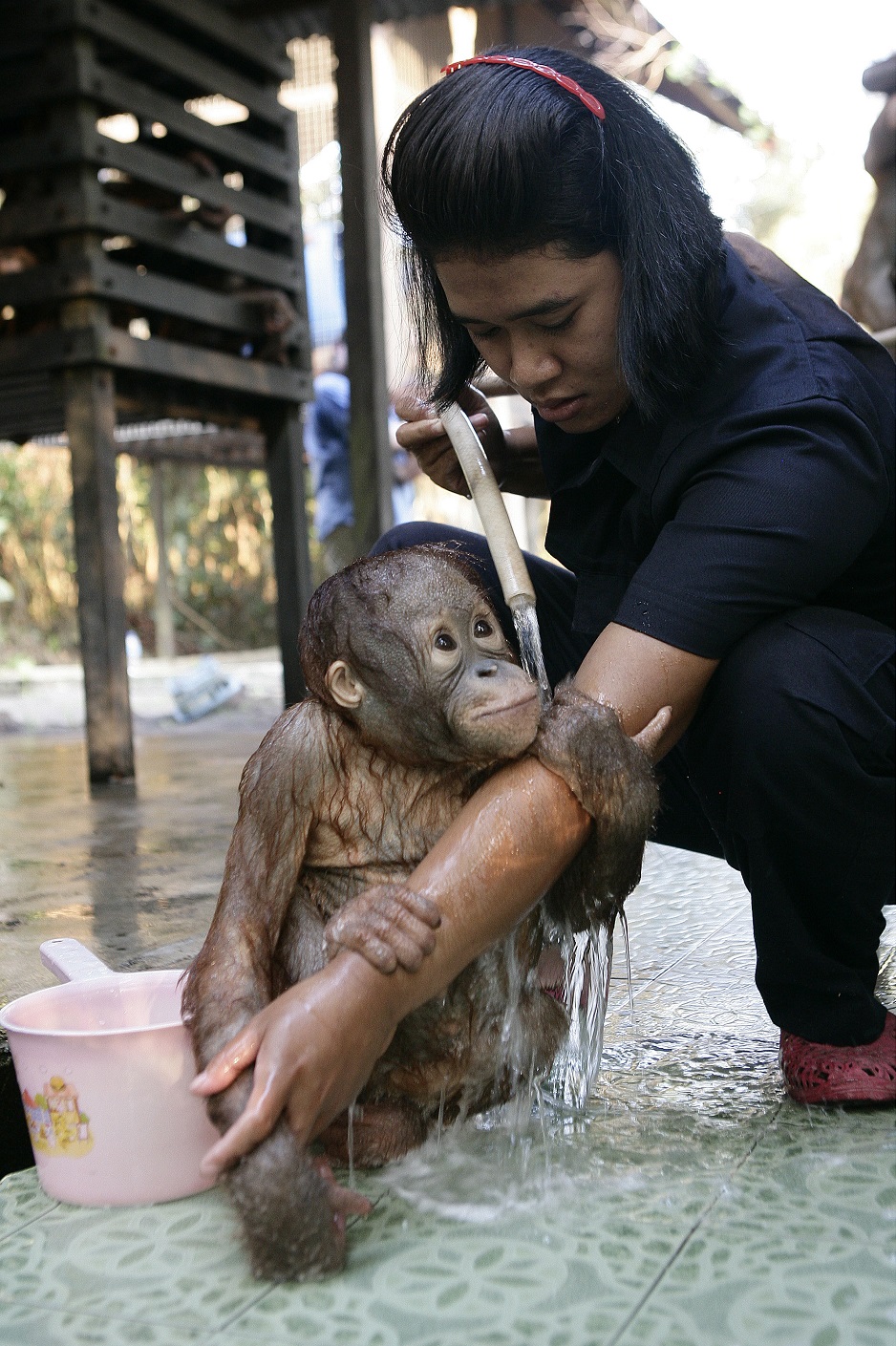 Фотография: Водичка-водичка, умой мое личико: купание крошки орангутана №3 - BigPicture.ru