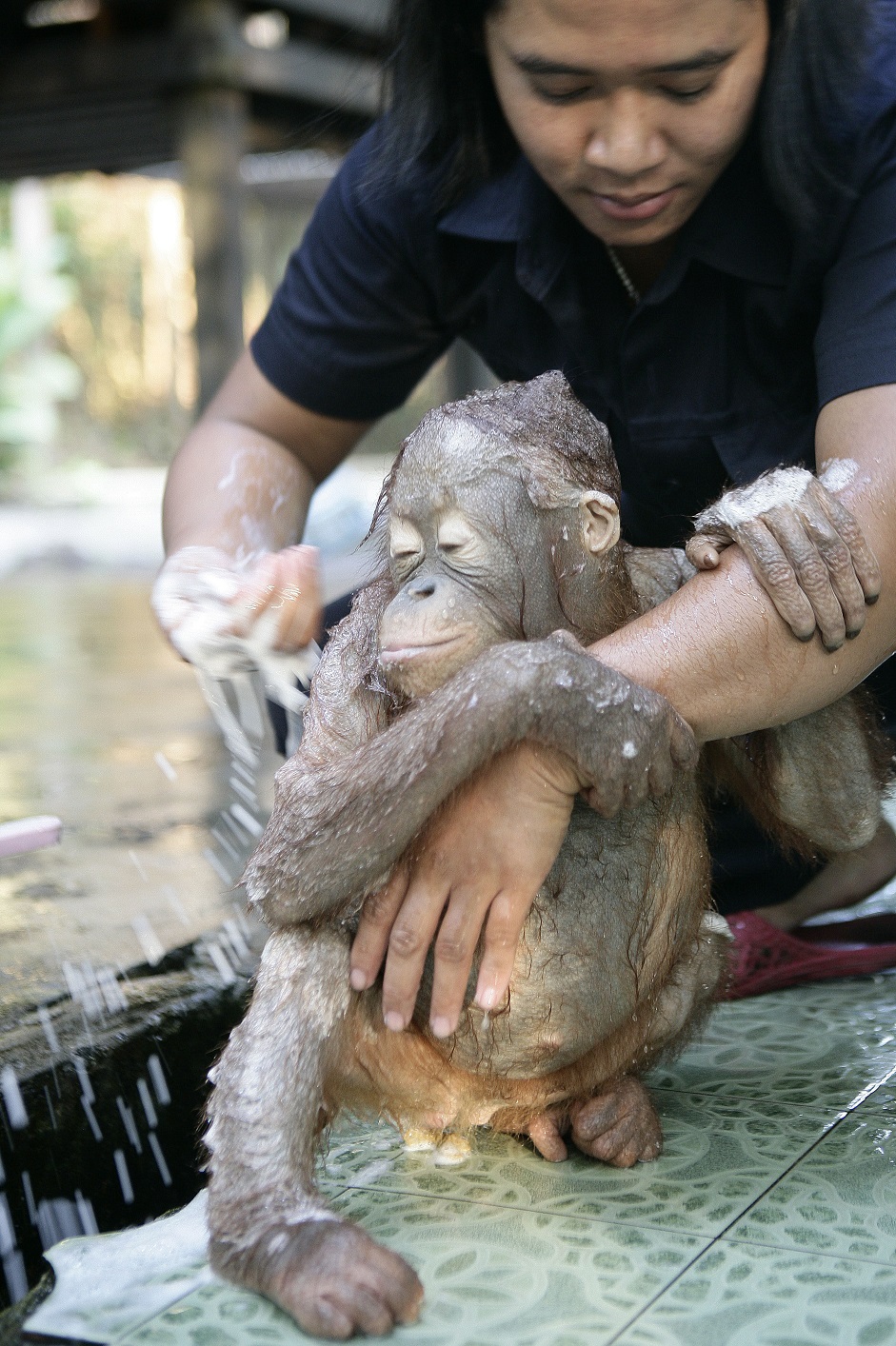 Фотография: Водичка-водичка, умой мое личико: купание крошки орангутана №5 - BigPicture.ru