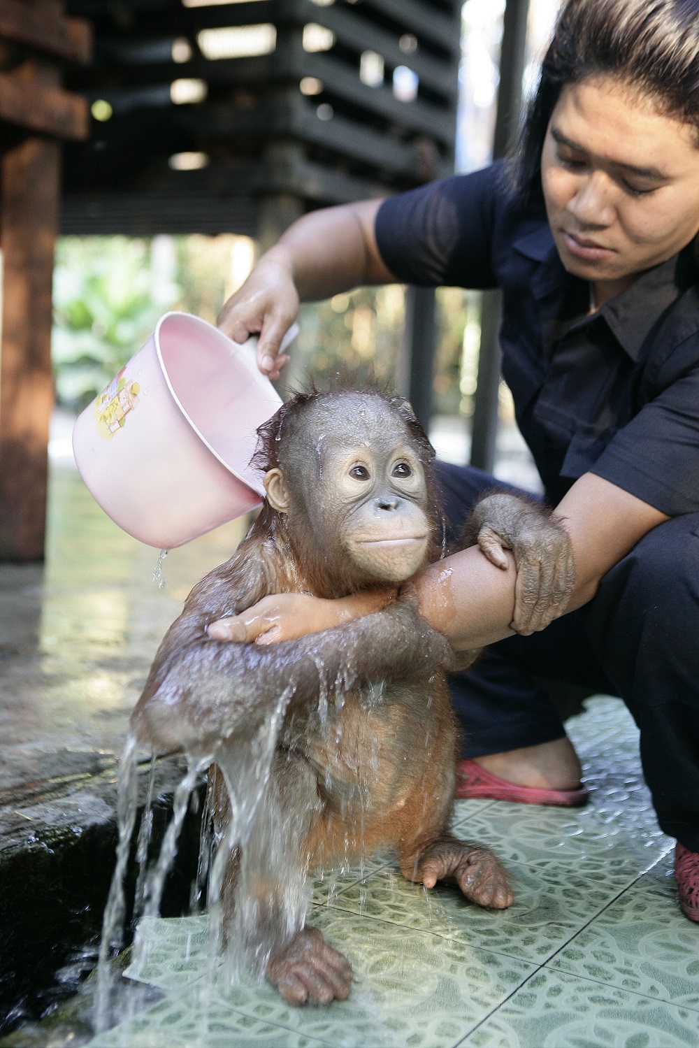 Фотография: Водичка-водичка, умой мое личико: купание крошки орангутана №6 - BigPicture.ru