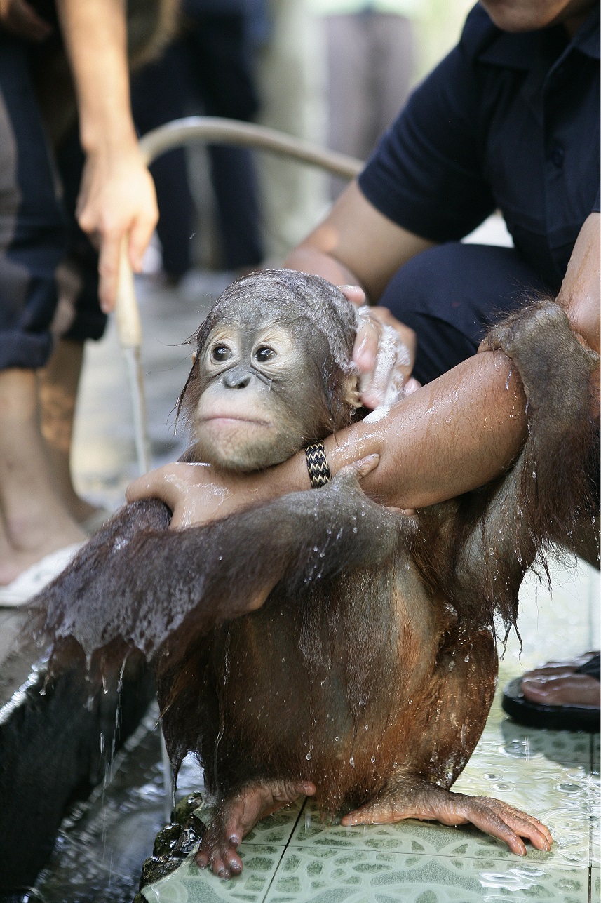 Фотография: Водичка-водичка, умой мое личико: купание крошки орангутана №7 - BigPicture.ru
