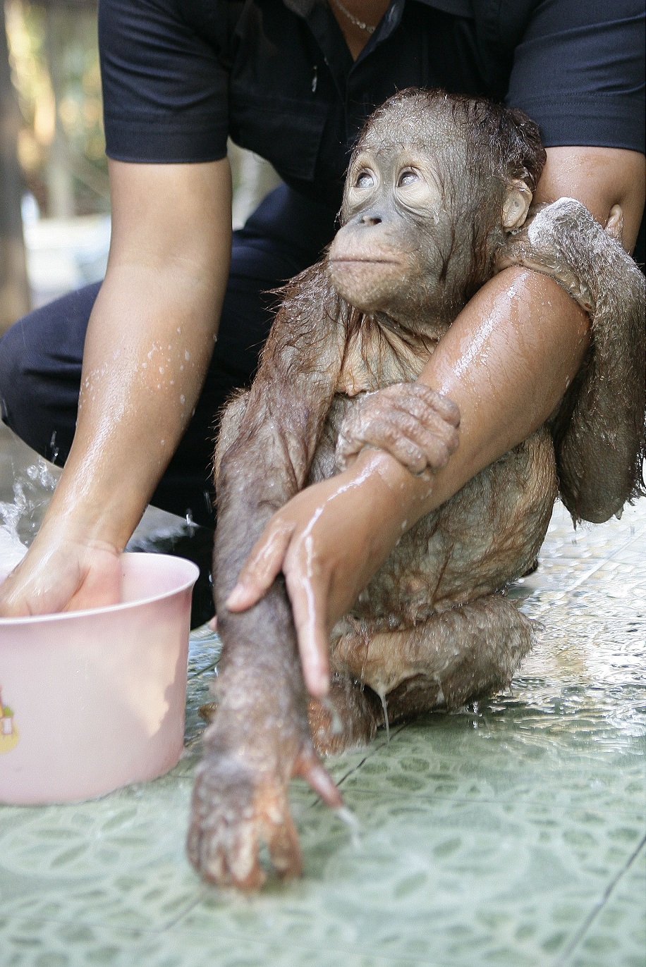 Фотография: Водичка-водичка, умой мое личико: купание крошки орангутана №8 - BigPicture.ru