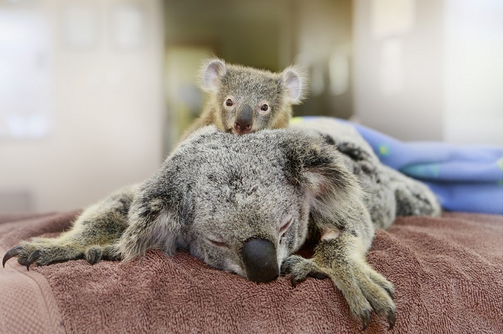 Фотография: Малыш коала не отошел от матери во время операции №8 - BigPicture.ru