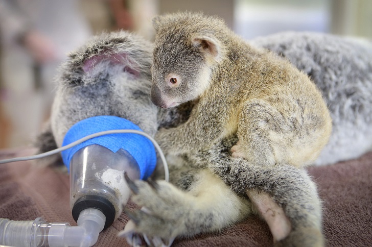 Фотография: Малыш коала не отошел от матери во время операции №7 - BigPicture.ru