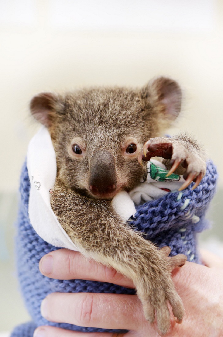 Фотография: Малыш коала не отошел от матери во время операции №6 - BigPicture.ru