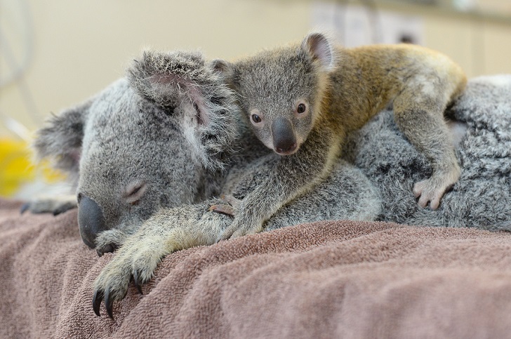 Фотография: Малыш коала не отошел от матери во время операции №5 - BigPicture.ru