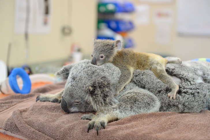 Фотография: Малыш коала не отошел от матери во время операции №4 - BigPicture.ru