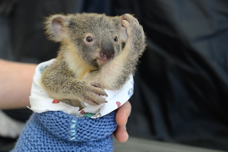 Фотография: Малыш коала не отошел от матери во время операции №3 - BigPicture.ru