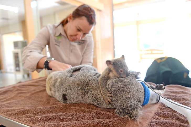 Фотография: Малыш коала не отошел от матери во время операции №2 - BigPicture.ru