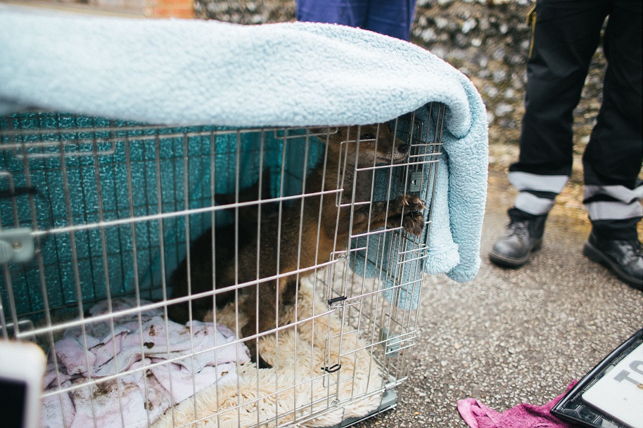 Фотография: Эпическое спасение лисичек №8 - BigPicture.ru
