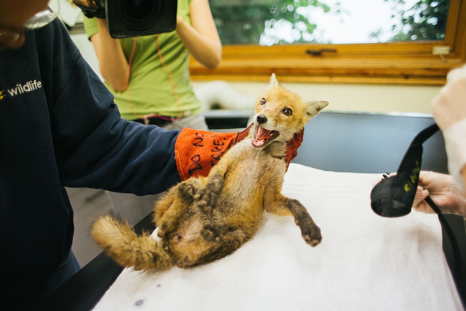 Фотография: Эпическое спасение лисичек №12 - BigPicture.ru