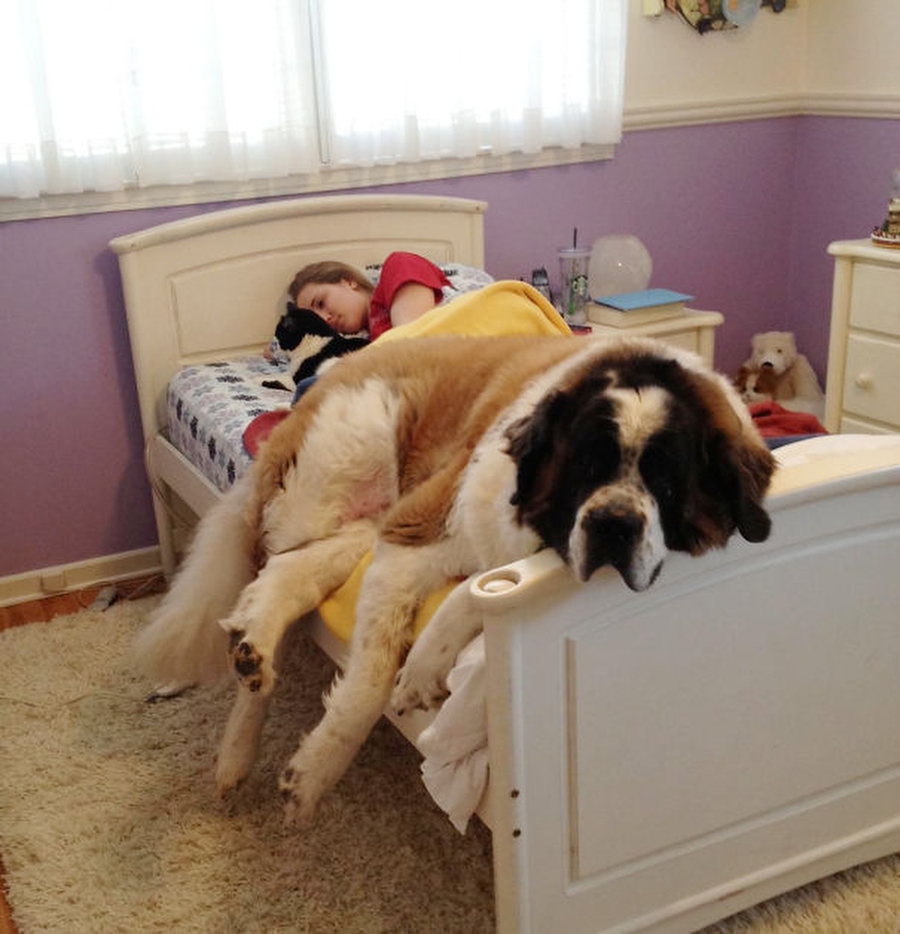 фотографии собак в постели