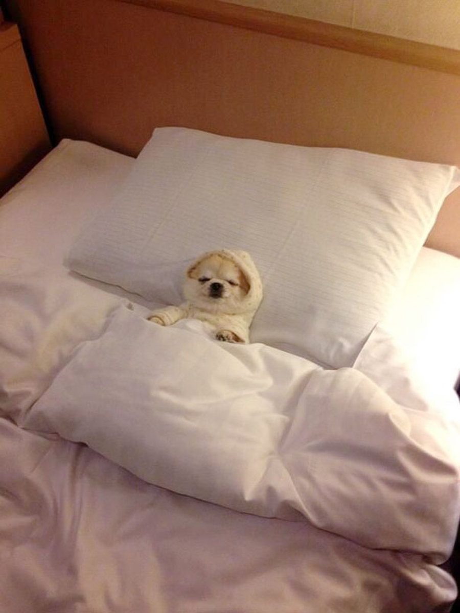 фотографии собак в постели