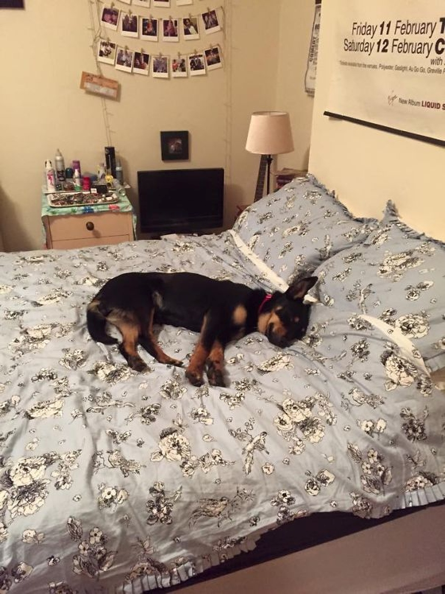 Почему собаки спят на кровати. Кровать для собаки. Собака в постели. Собачка в кровати.