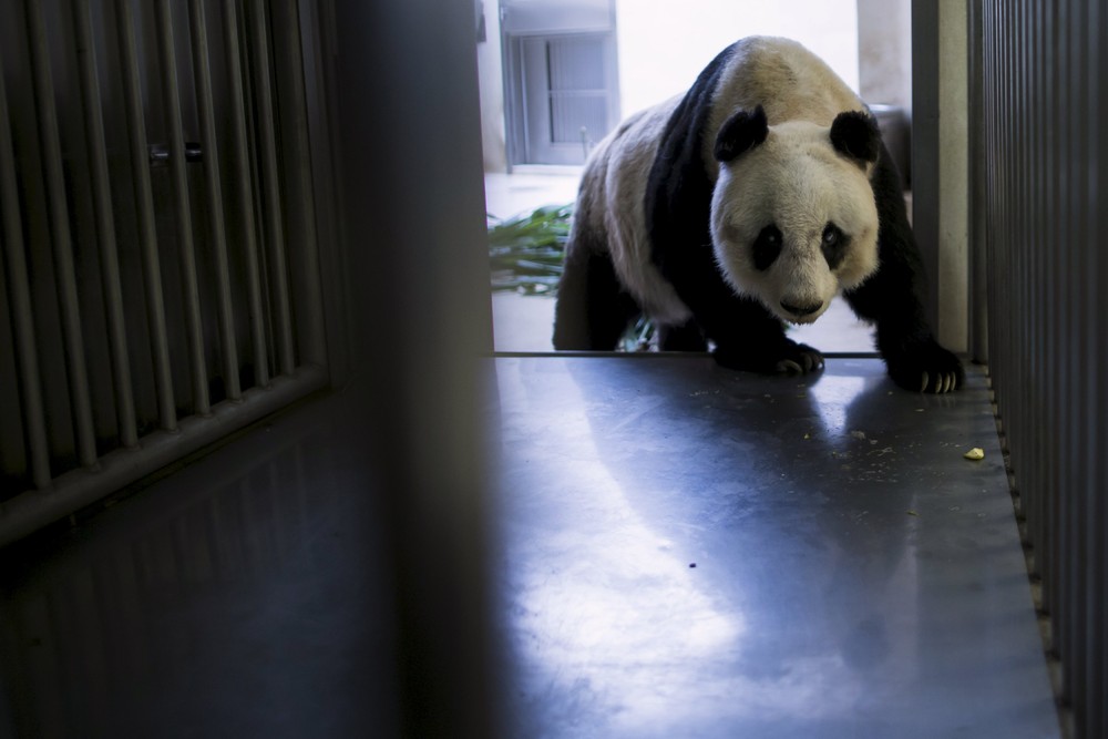Фотография: Цзя-Цзя: как живет старейшая панда на свете №2 - BigPicture.ru