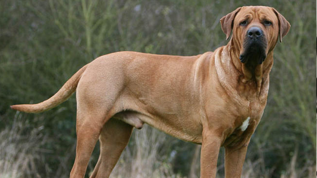 Фотография: 25 самых опасных пород собак №2 - BigPicture.ru