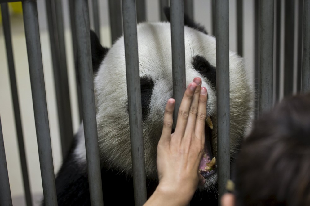 Фотография: Цзя-Цзя: как живет старейшая панда на свете №12 - BigPicture.ru