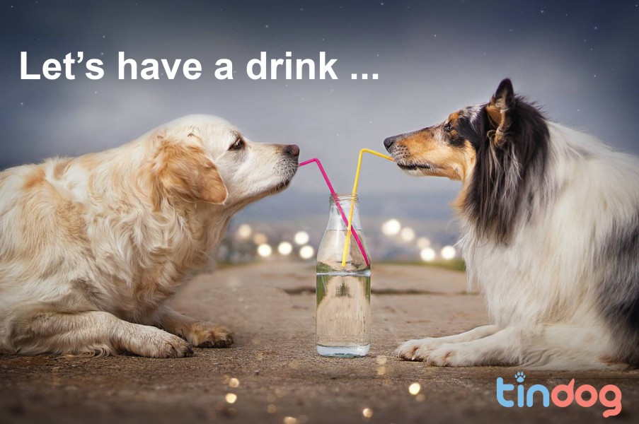 Фотография: Tinder запустил приложение для знакомств собак №14 - BigPicture.ru