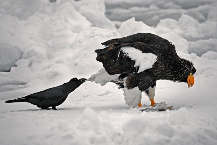 Фотография: Вороны троллят других животных, дергая их за хвосты №2 - BigPicture.ru