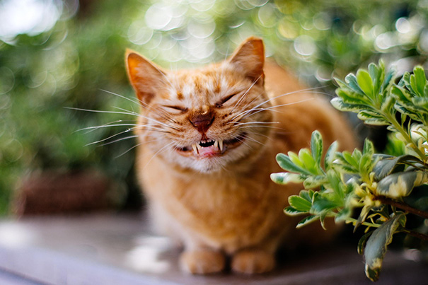 Фотография: Самые улыбчивые котики интернета №12 - BigPicture.ru