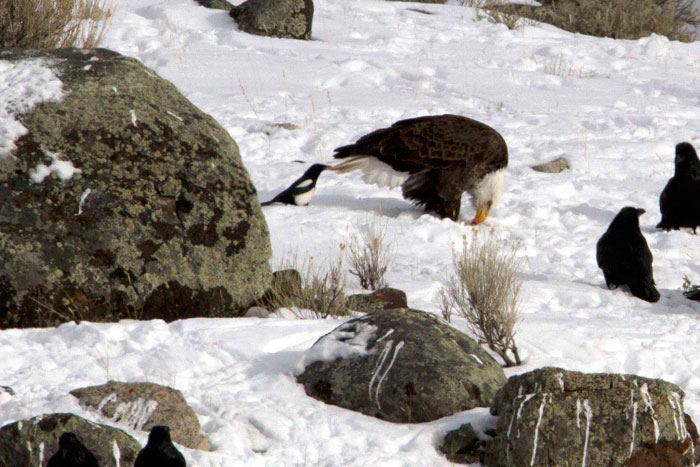 Фотография: Вороны троллят других животных, дергая их за хвосты №12 - BigPicture.ru
