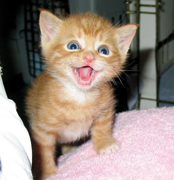 Фотография: Самые улыбчивые котики интернета №13 - BigPicture.ru