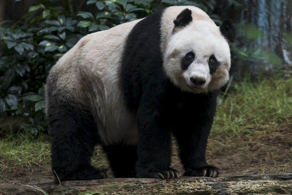 Фотография: Цзя-Цзя: как живет старейшая панда на свете №15 - BigPicture.ru