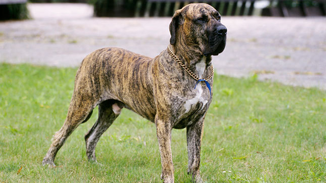 Фотография: 25 самых опасных пород собак №14 - BigPicture.ru