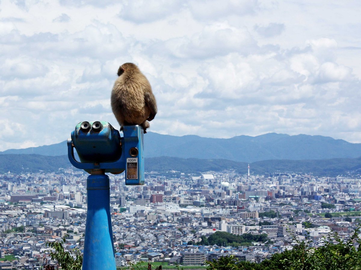 Фотография: Почему Киото выбрали лучшим городом мира: 23 фотодоказательства №14 - BigPicture.ru