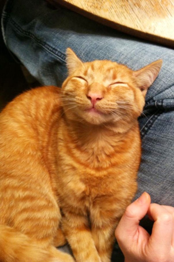 Фотография: Самые улыбчивые котики интернета №14 - BigPicture.ru