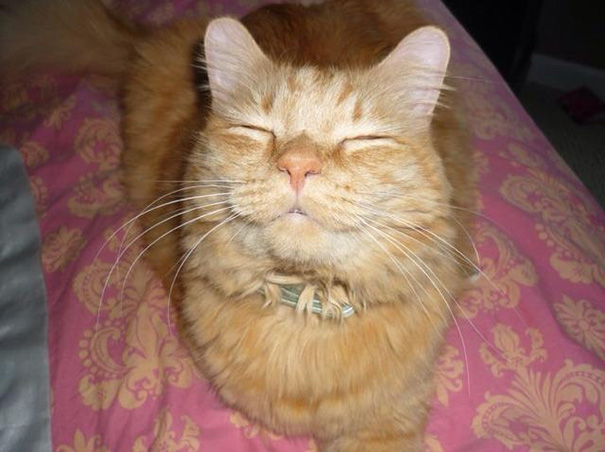 Фотография: Самые улыбчивые котики интернета №15 - BigPicture.ru