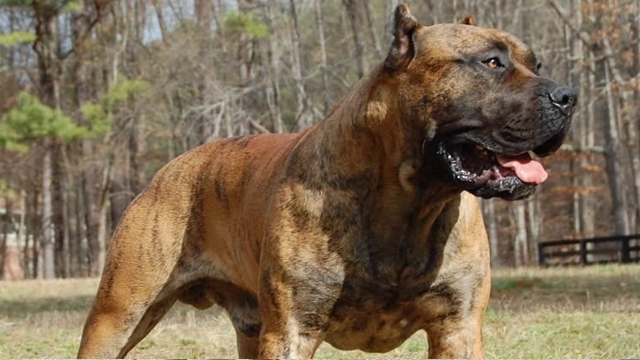 Фотография: 25 самых опасных пород собак №15 - BigPicture.ru