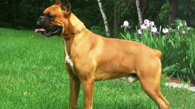 Фотография: 25 самых опасных пород собак №17 - BigPicture.ru