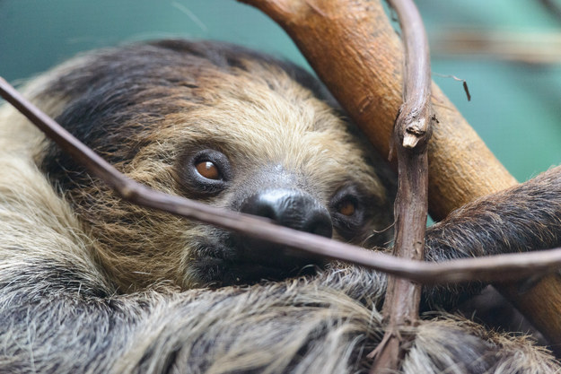 Фотография: 17 удивительных фактов о ленивцах — праздных и великолепных №17 - BigPicture.ru