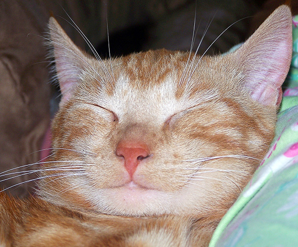 Фотография: Самые улыбчивые котики интернета №17 - BigPicture.ru