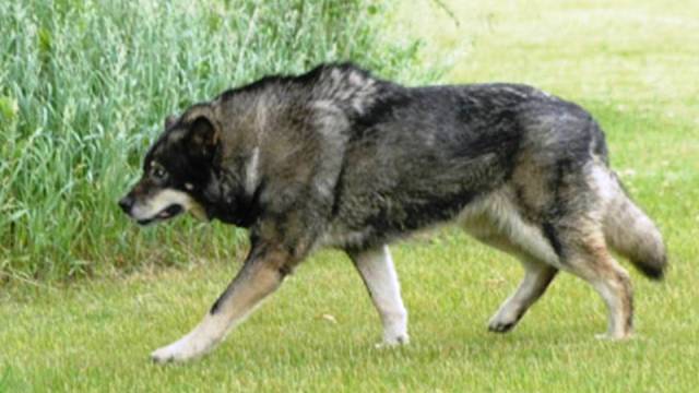 Фотография: 25 самых опасных пород собак №18 - BigPicture.ru