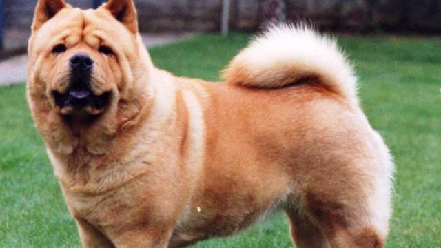 Фотография: 25 самых опасных пород собак №19 - BigPicture.ru