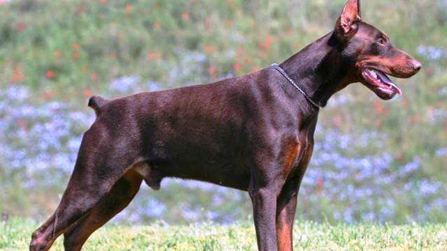 Фотография: 25 самых опасных пород собак №20 - BigPicture.ru