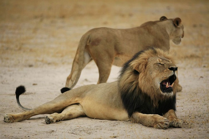 Фотография: Американец, убивший известного льва, вызвал ярость в интернете и закрыл свой стоматологический кабинет №2 - BigPicture.ru