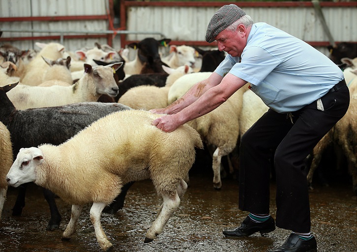 Фотография: Первые в мире соревнования по плеванию овечьим навозом №2 - BigPicture.ru