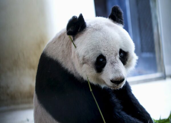 Цзя-Цзя: как живет старейшая панда на свете